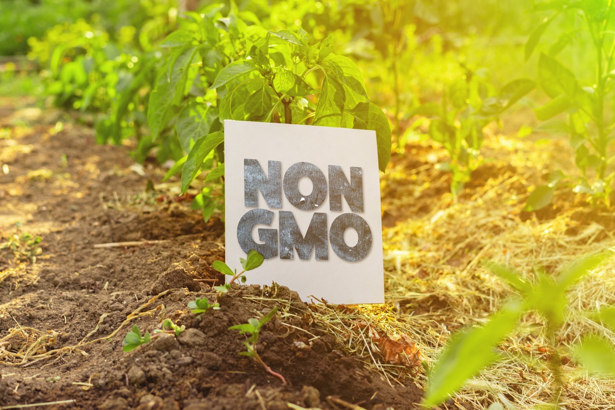 Concerns About Artificial and GMO Ingredients
